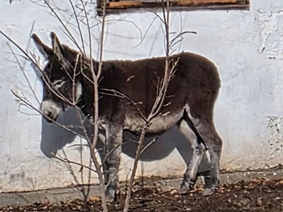 Олар оны сүйреп апарып, ұрып-соқты