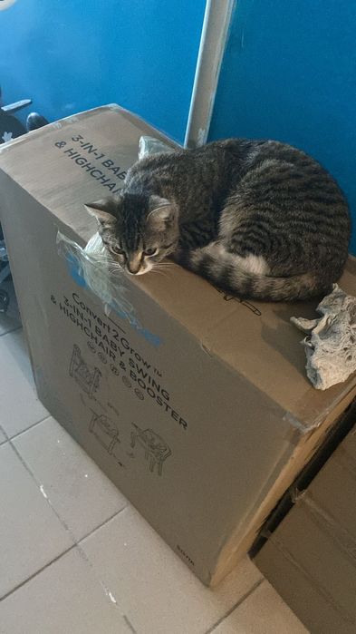Кошечка в хорошие руки