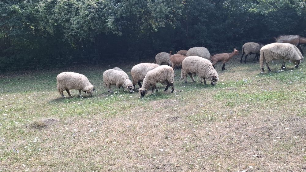 Vand miei de sacrificat