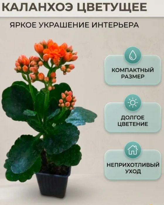 Комнатные цветы.  Яркое каланхоэ