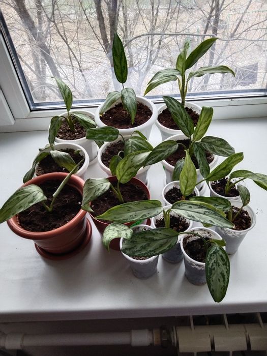 Комнатные цветы не дорого