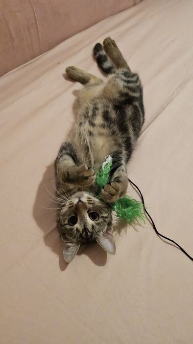 Adoptie pui pisica fetita