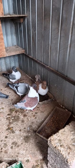 DISPONIBILI  se dau toți 4 Perechi  .mai am și 2 perechi Turturele