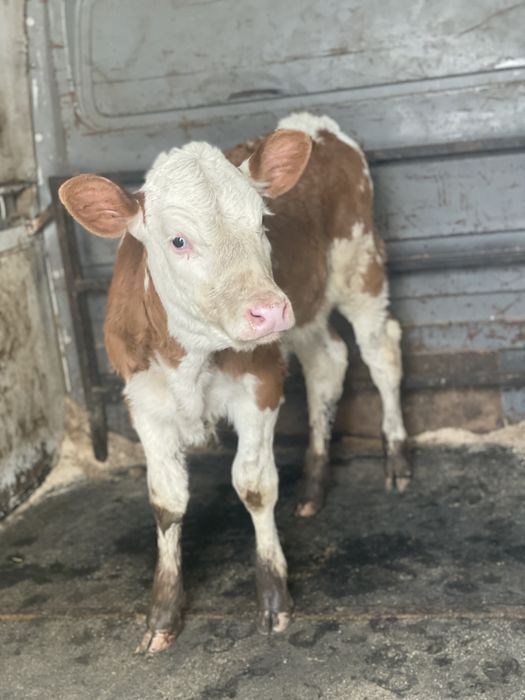 Vitea baltata de vanzare