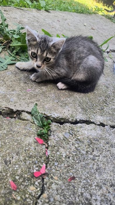 Donez pisicuțe pentru iubitorii de animale