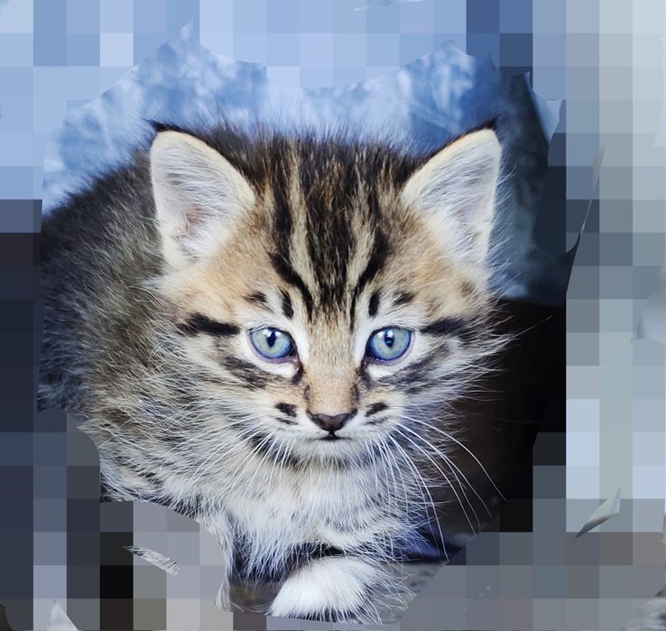 Котята сибирской кошки