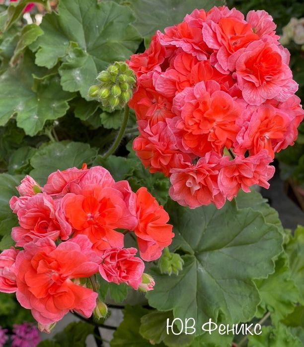 Пеларгонии укорененные черенки