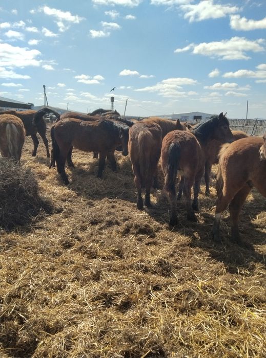 Продам 40 голов жеребчиков 2025 г.