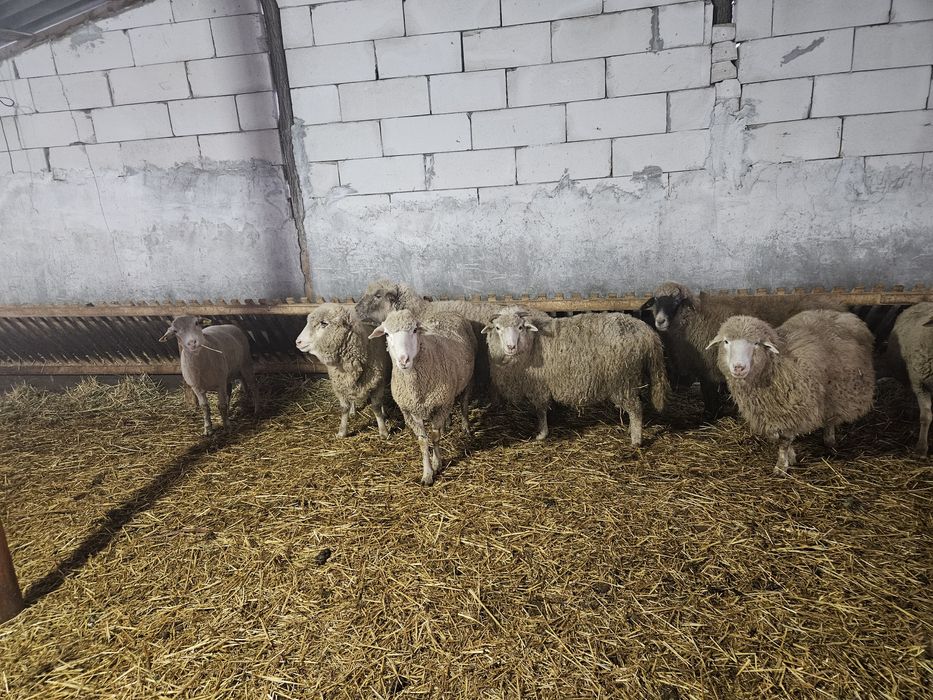 Oi  gestante de vanzare