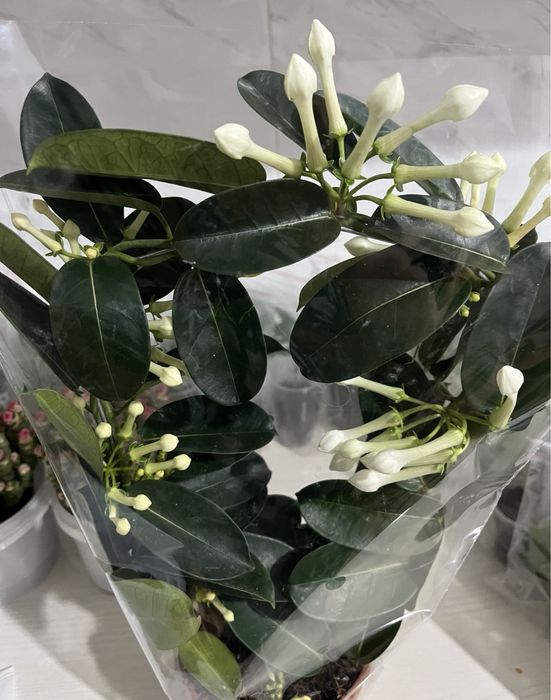 Комнатные растения