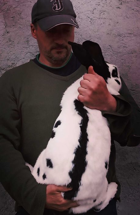 Iepuri de rasă mare