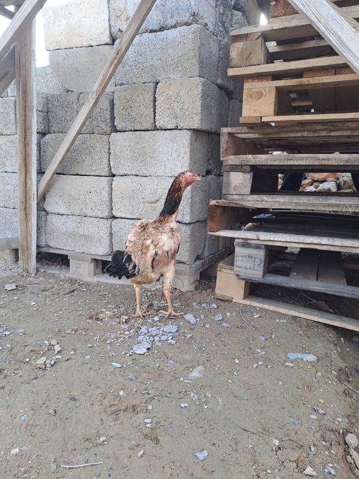 Бойцовская курица