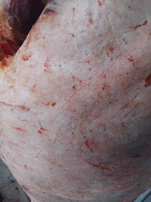 Продам мясо конина