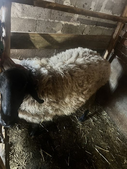 Коч порода Плевенска Черноглава