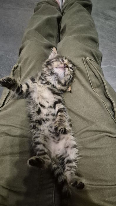 Подарявам  коте бебе