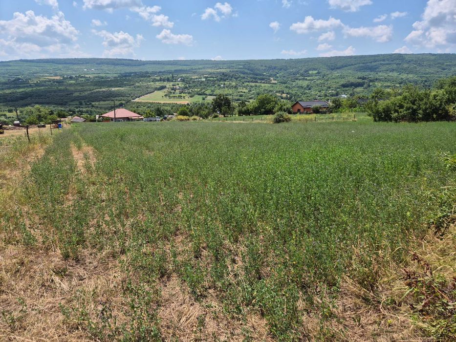 Teren intravilan Tomești-Goruni