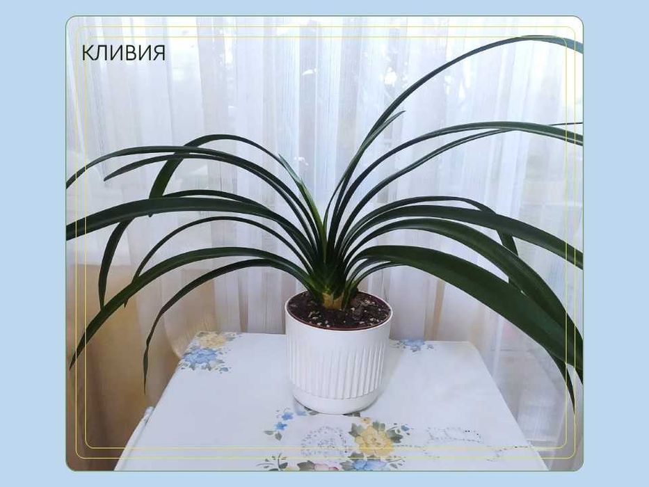 Цветы. Сциндапсусы Энджой, Марбл квин, Голден. Кливия, Пеперомия.