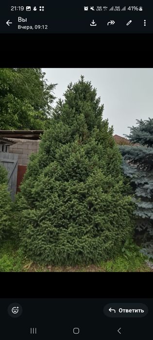 Продам, срочно. Голубая ель.