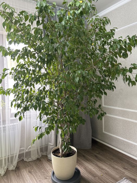 Цветок бенджеамина