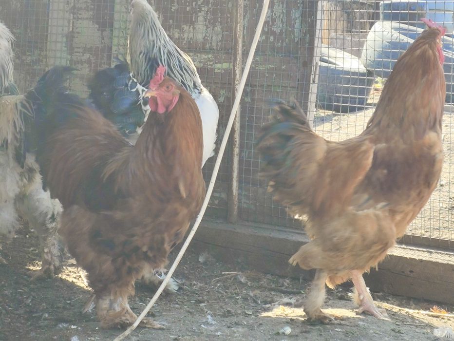 Продам петухов .