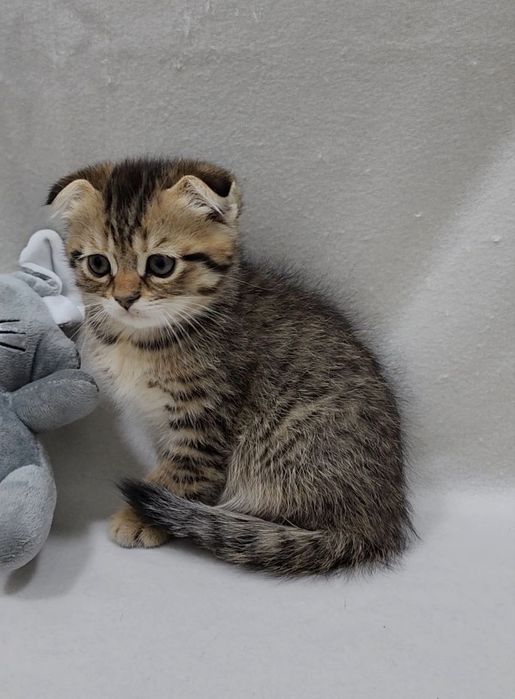 Скотиш фолд мальчик золотая шиншилла