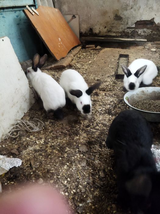 Жас қояндар калиф