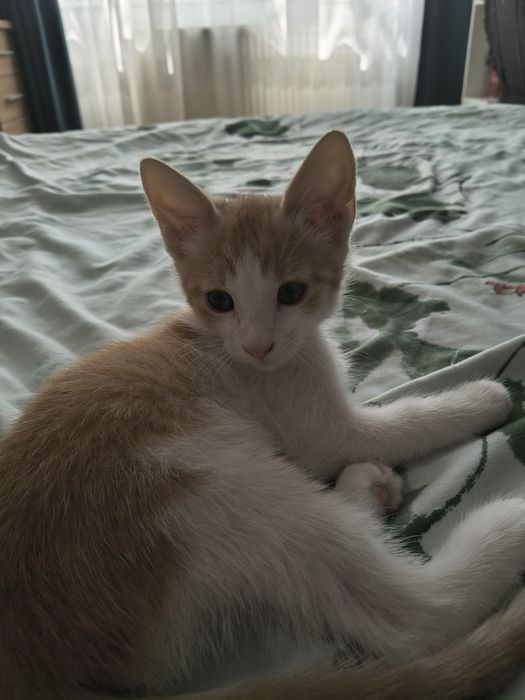 Motanel spre adoptie