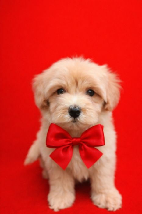 ВПЕРВЫЕ В ТАШКЕНТЕ!!! Щенки мальтипу ф1 с клубными документами.!