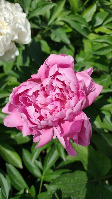 Травянистые пионы