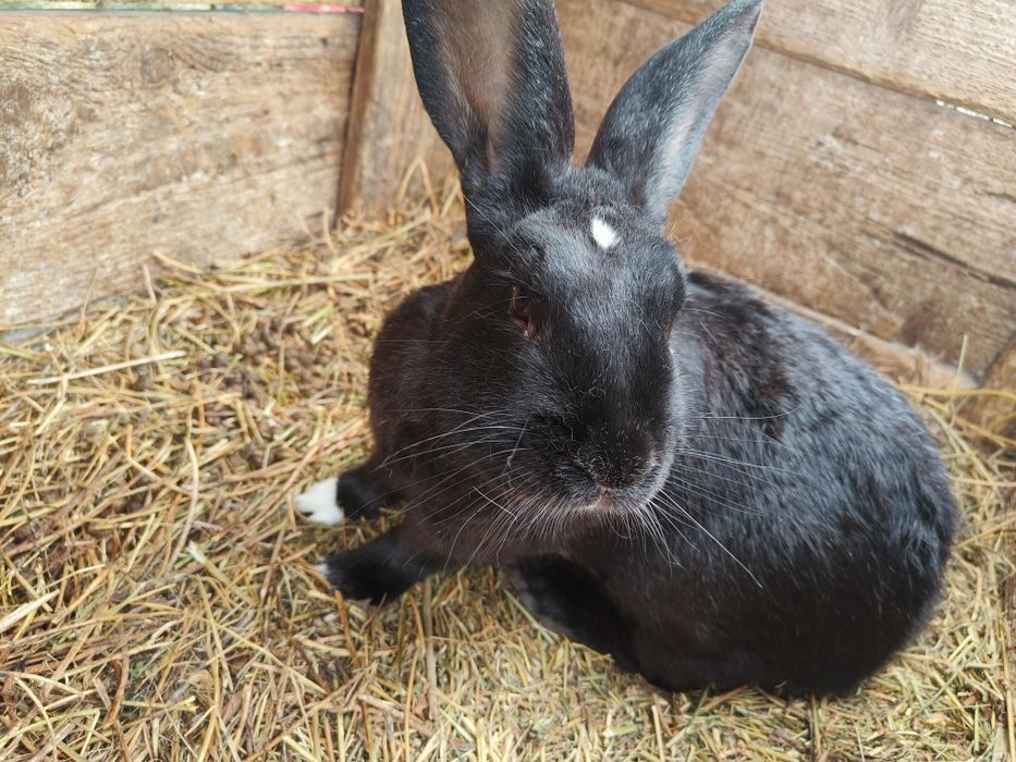 Iepuri negri mărișori, sănătoși – metiși talie mare | 150 lei – Botoșa