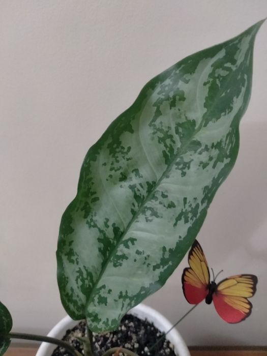 Продам аглаонему