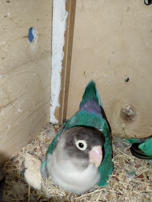 Сотилади неразлучник