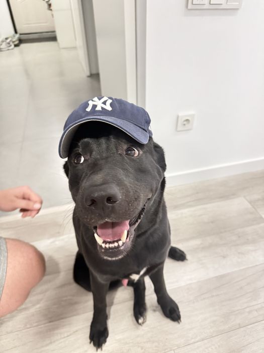 Красавец лабрадор ищет даму для вязки