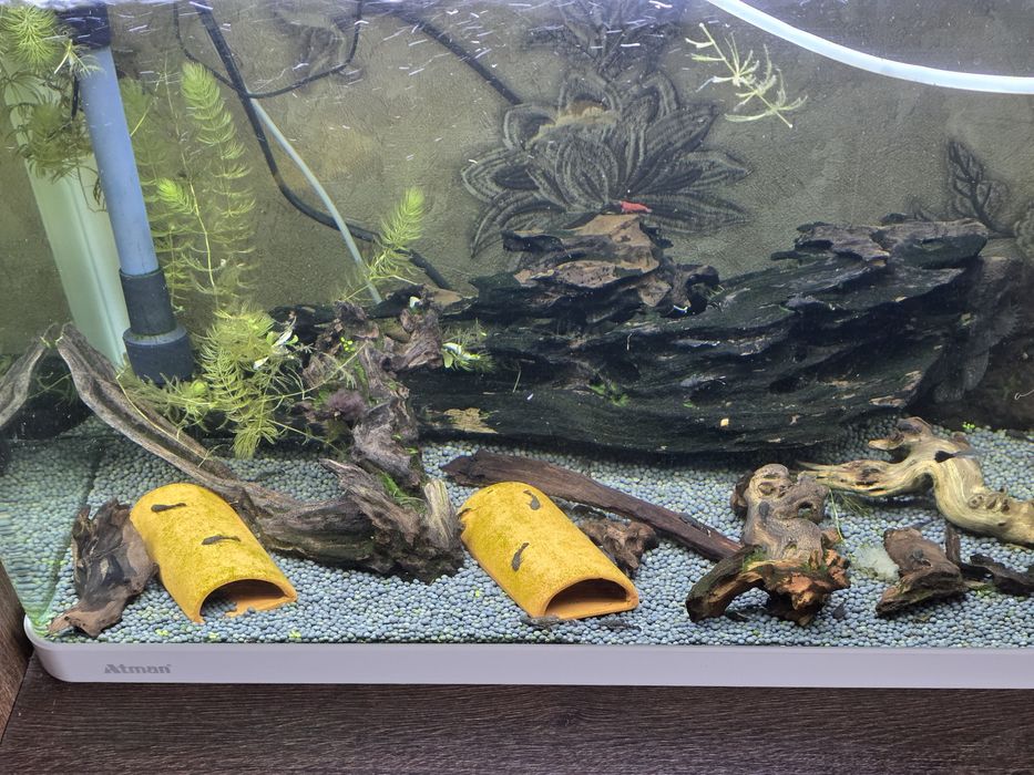 Продам рыбок анцитрусов