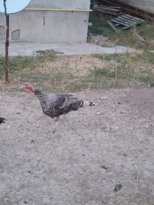 Продам индюшек — 9 штук