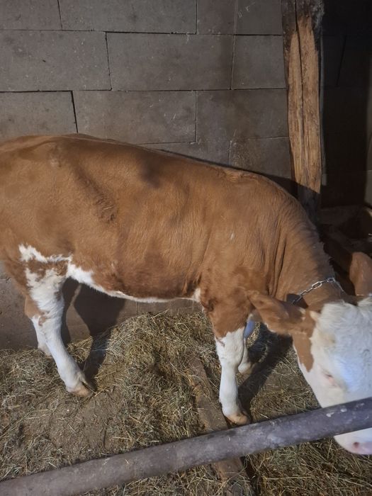 Vănd vițel 300-320kg Detali la telefon