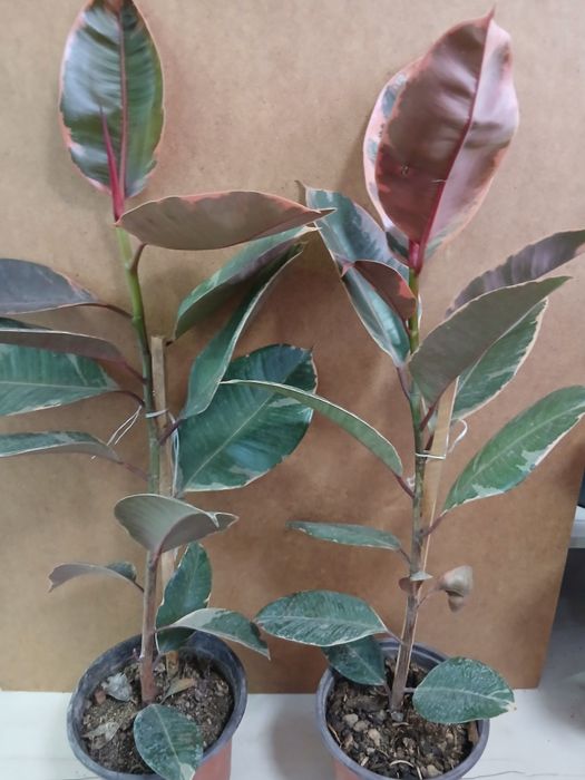 Фикус розовый эластик