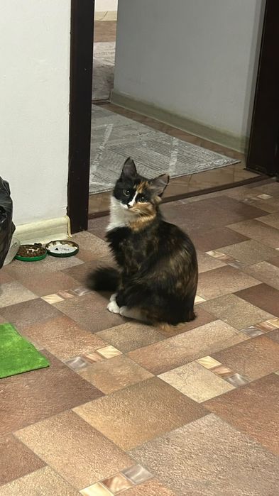 Кошке маленькая, чистоплотная!