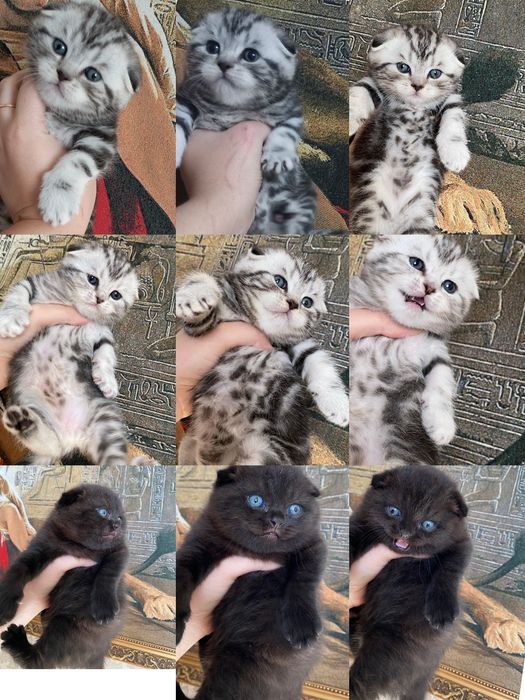 Продаются шикарные котята
