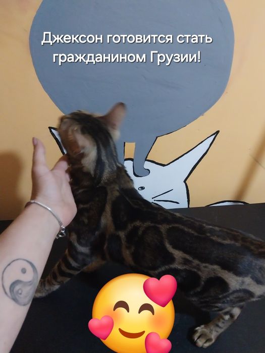 Груминг с выездом на дом.