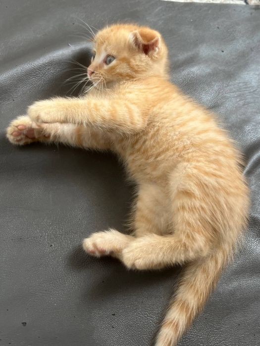 Котенок мальчик родился 07.06 домашний порода Скоттиш Фолд