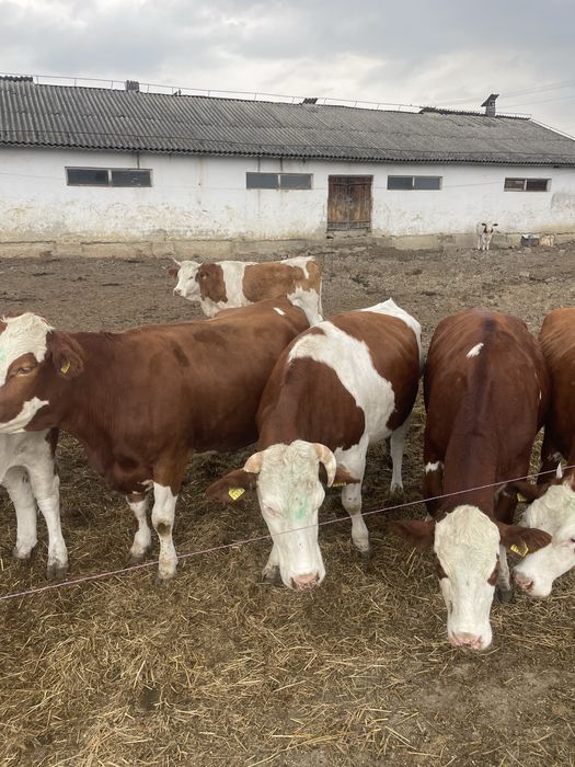 Vitele gestante fleckvieh