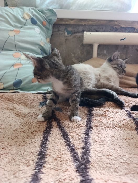 Отдам котят в добрые руки