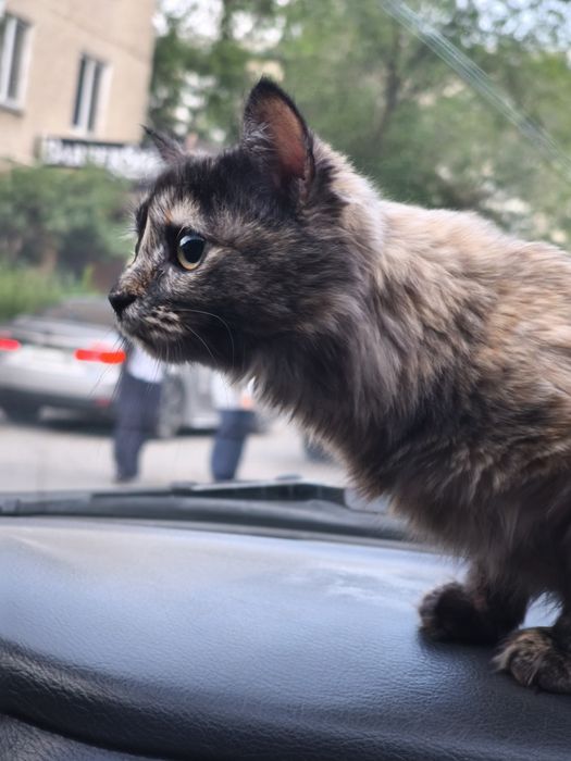 Отдам кошку в добрые руки