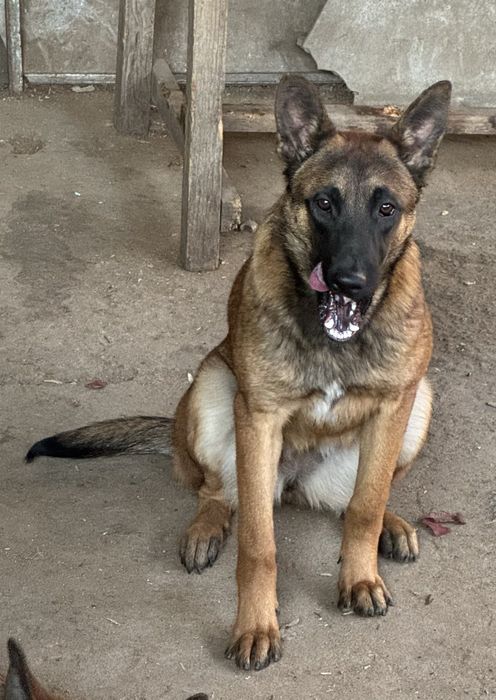 Кученца Белгийски овчарки