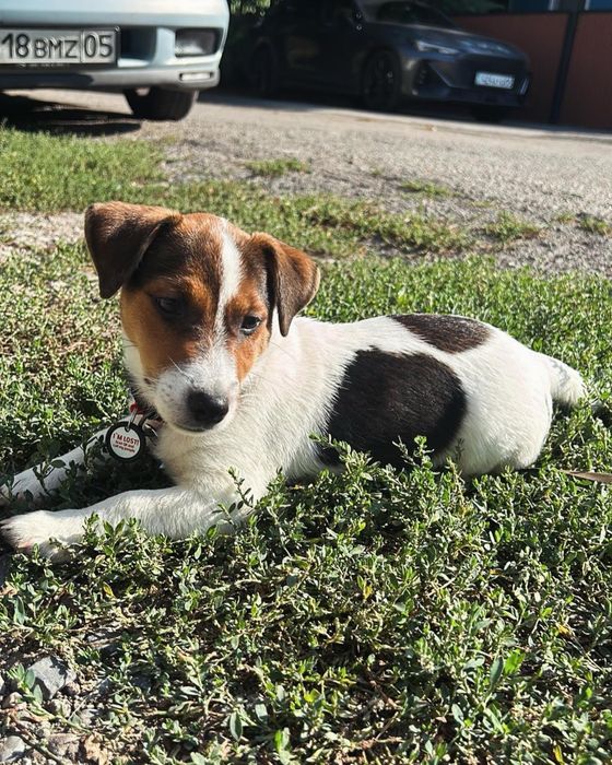 Вязка Джек Рассел Терьер