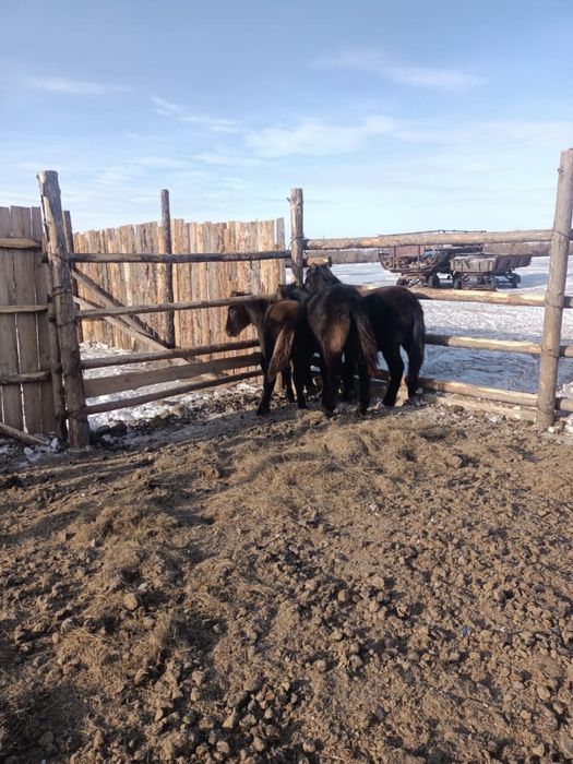 Продается жеребчики