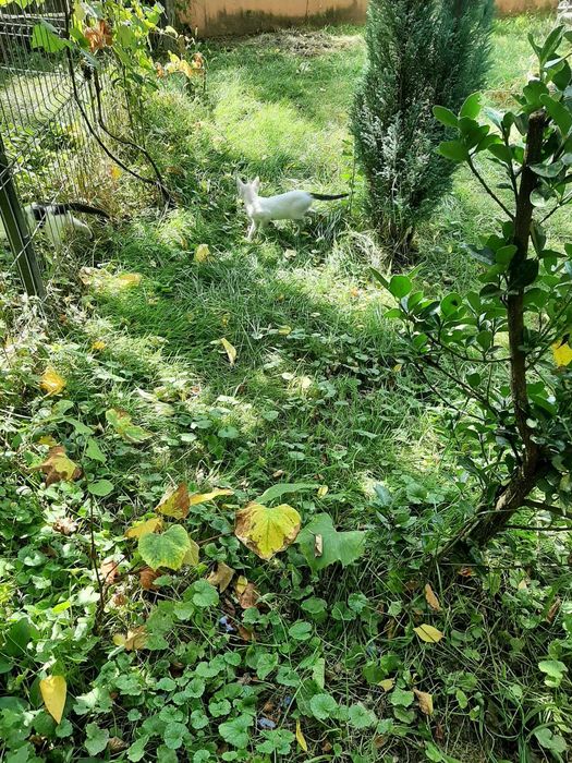 Salvati puiuti de pisica abandonati pe camp !