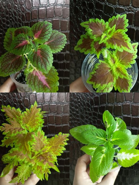 Комнатные растения