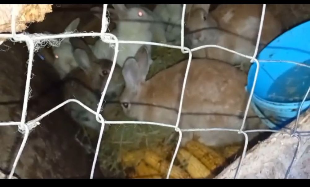 Vând  epurii Judetul Vaslui Sat Mitoc Preț 60 lei bucata